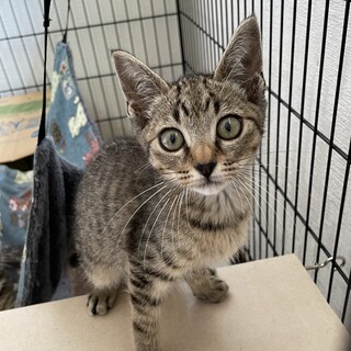 再募集　キジトラ元気な男の子人馴れ抜群