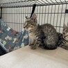 再募集　キジトラ元気な男の子人馴れ抜群 サムネイル3