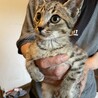 再募集　キジトラ元気な男の子人馴れ抜群 サムネイル4
