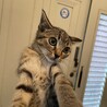 再募集　キジトラ元気な男の子人馴れ抜群 サムネイル5