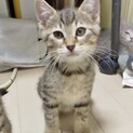 甘えん坊で活発なキジトラくん♡
