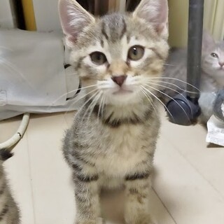 甘えん坊で活発なキジトラくん♡