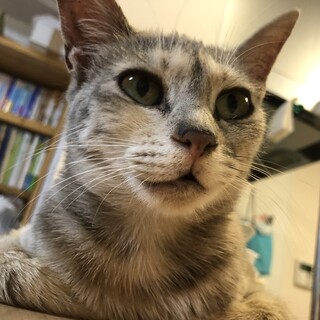 薄サビちゃんの里親募集