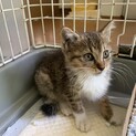 首の模様がかわいいキジ白にきーたちゃん