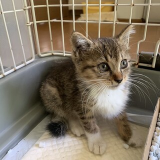 首の模様がかわいいキジ白にきーたちゃん