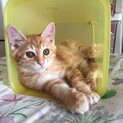 エイズ陽性子猫。りんご猫
