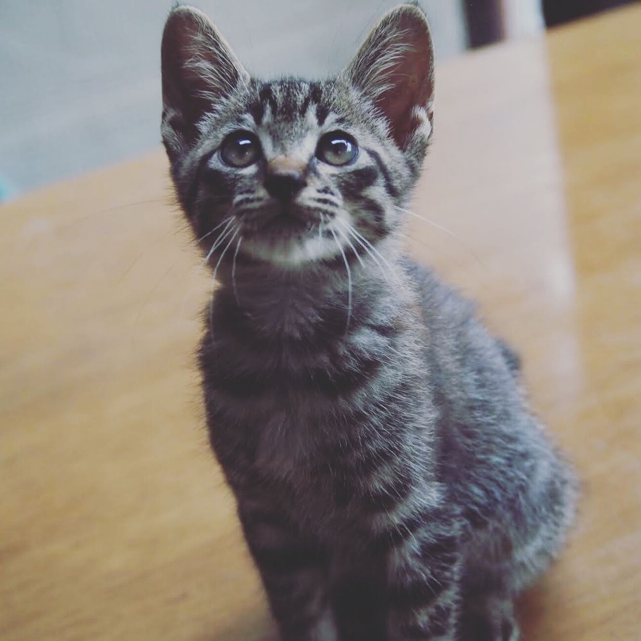 人の後をくっついて離れな 栃木県 猫の里親募集 3746 ペットのおうち 月間利用者150万人