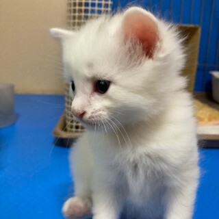 モフモフふわふわのアル君