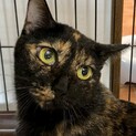 【多頭崩壊レスキュー】額の三日月が可愛いサビ猫さん