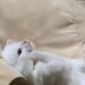 モフモフふわふわな白猫エア君