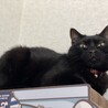 キングあらためはぴおがキングっぽい顔に