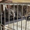 4日目、広いゲージでゴロゴロできるようになりました