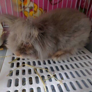 ライオンラビット