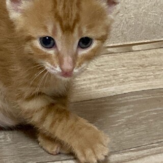 可愛い茶トラ女子