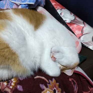 あまりにかわいかったので撮りました♪