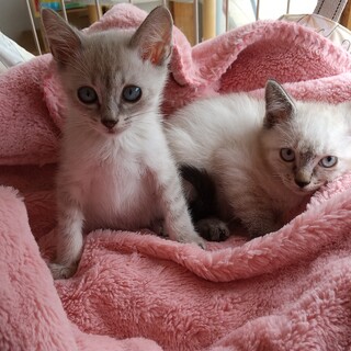 ２ヶ月  シャム系のかわいい男の子