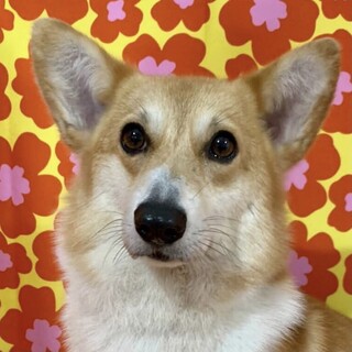 角館（かくのだて）フレンドリーなコーギー♪