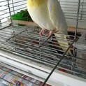 オカメインコ メス 7才