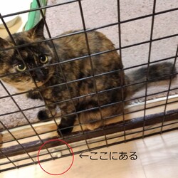 「家族団らん」サムネイル1