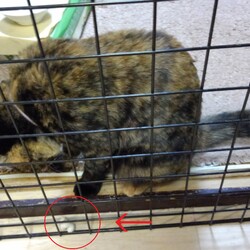 「家族団らん」サムネイル2