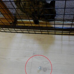 「家族団らん」サムネイル3