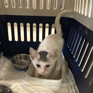 里親様が決まりました♡有難うございました！