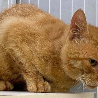 譲渡されました。