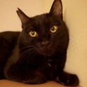 【多頭崩壊レスキュー】内気なのにおしゃべりな黒猫