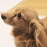 可愛いくてたまらない♪おっとりなごみ系のマハちゃん サムネイル4