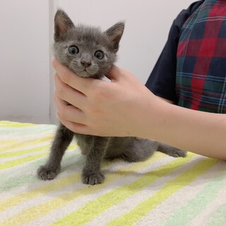 里親決定。ご応募ありがとうございました。
