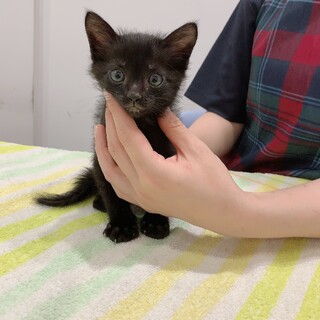 里親決定。ご応募ありがとうございました。