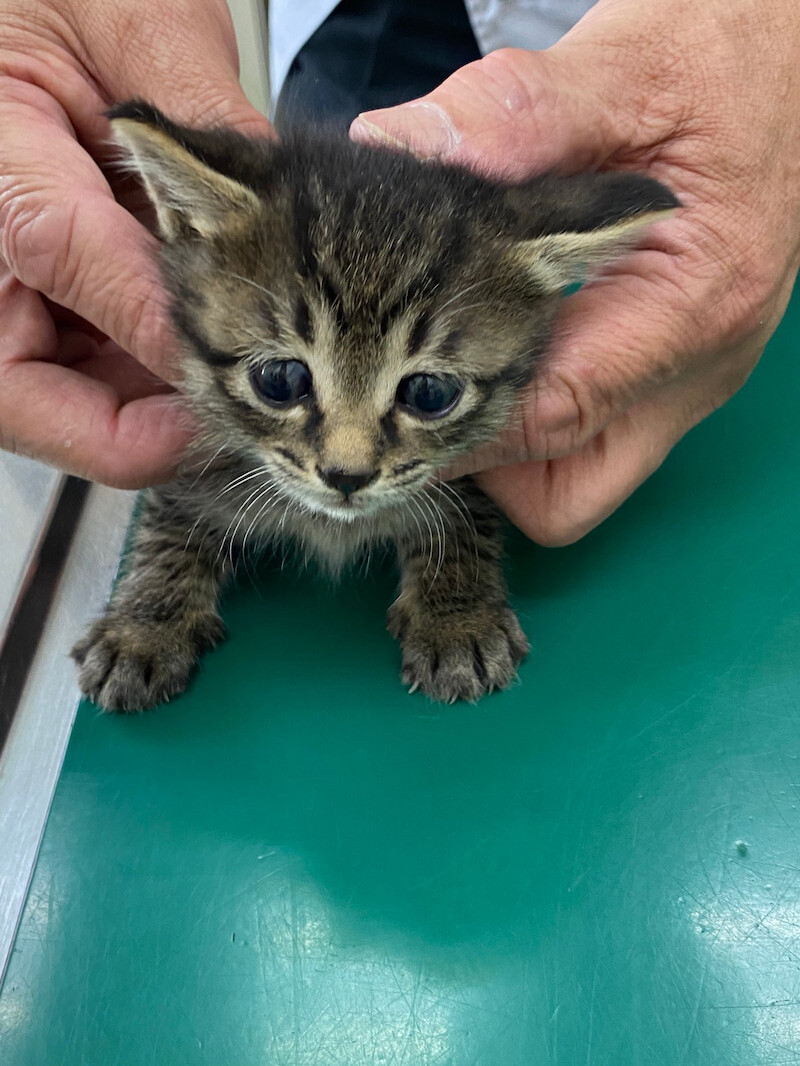 猫の譲渡会 In ながく モフモフねこ譲渡会名古屋のイベント 126 ペットのおうち 月間利用者150万人