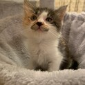 ありがとうございました★毛長の可愛い三毛猫ちゃん