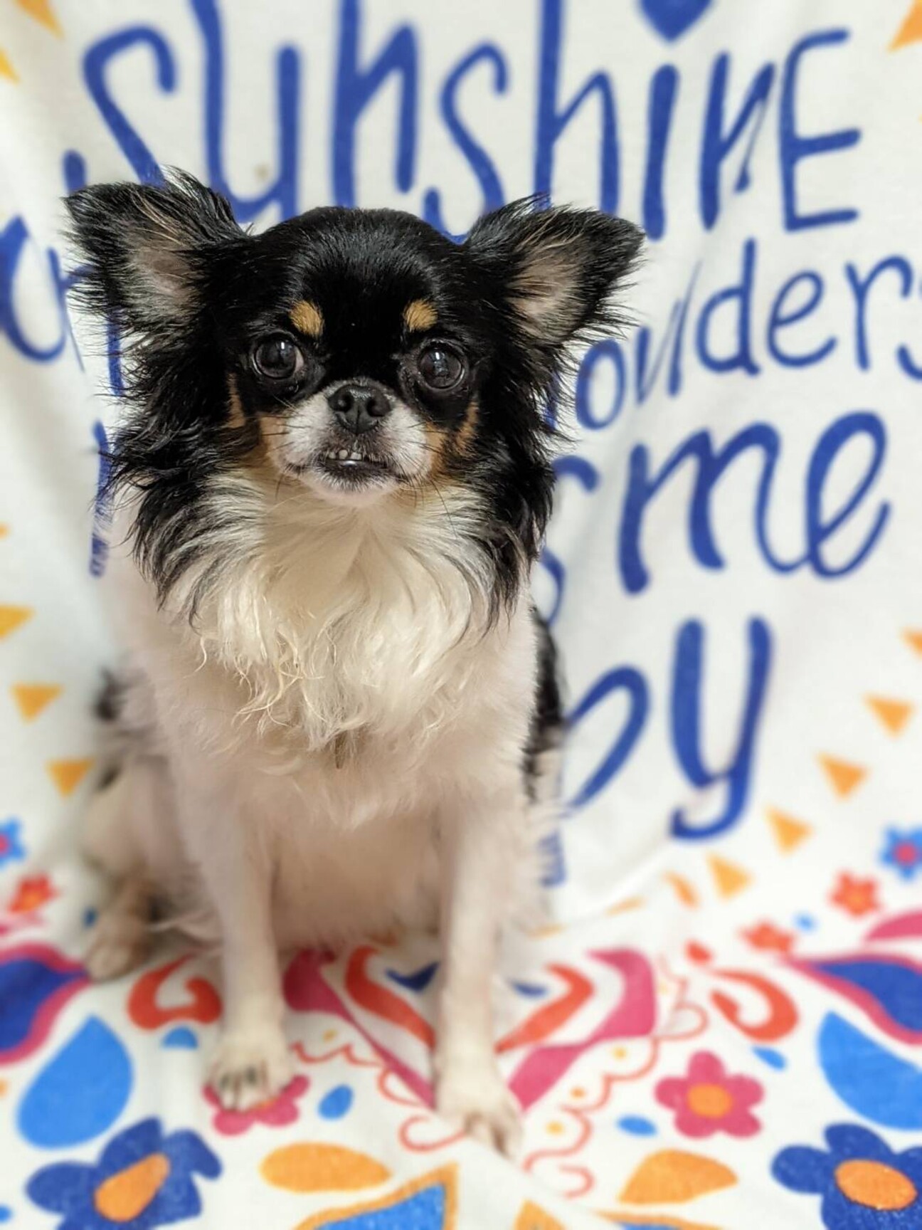 怖がりだけと甘えたいチワ 神奈川県 犬の里親募集 ペットのおうち 月間利用者150万人