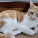 若猫９ヶ月。チャー君。人？柄よし。去勢すみました。