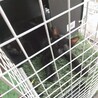 黒猫双子ちゃん。5/12（水）生まれ。よく人にピトッ♡と、くっついて来ます。