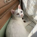 人が大好き小心者の白猫さん♡