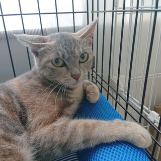 素敵な毛柄☆　ちょっぴり慎重派　麦奈♀