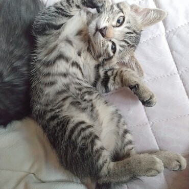 巻しっぽのキジトラ猫ちゃん。5/12（水）生まれ。撫でて♡のおねだり。