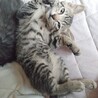 巻しっぽのキジトラ猫ちゃん。5/12（水）生まれ。撫でて♡のおねだり。