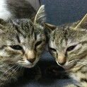 茶トラ1.5ヶ月 兄妹猫