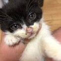 生後1ヵ月【黒ハチワレメス】【交渉中】