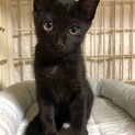 親子で迎えてくださる方優先☆黒猫女の子