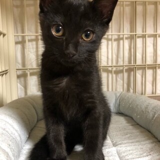 親子で迎えてくださる方優先☆黒猫女の子