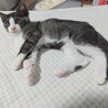 灰白柄ちゃん。4/23（金）生まれ。兄妹猫の面倒見が良いです。