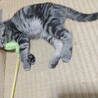 アメショ柄ちゃん。4/17（土）生まれ。猫じゃらし遊び大好き。