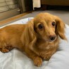 可愛いくてたまらない♪おっとりなごみ系のマハちゃん サムネイル6