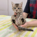 里親決定。ご応募ありがとうございました。