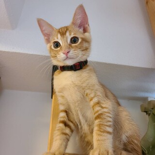 藤子不二雄兄妹　やんちゃ坊主の コロ助♂