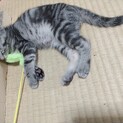 生後3ヶ月。猫じゃらし好き♡アメショ柄の女の子